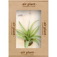 Microgarden Air Plant Tillandsia Multiflora